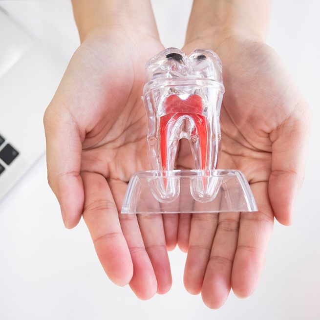 Patient holding transparent model of anatomy of tooth